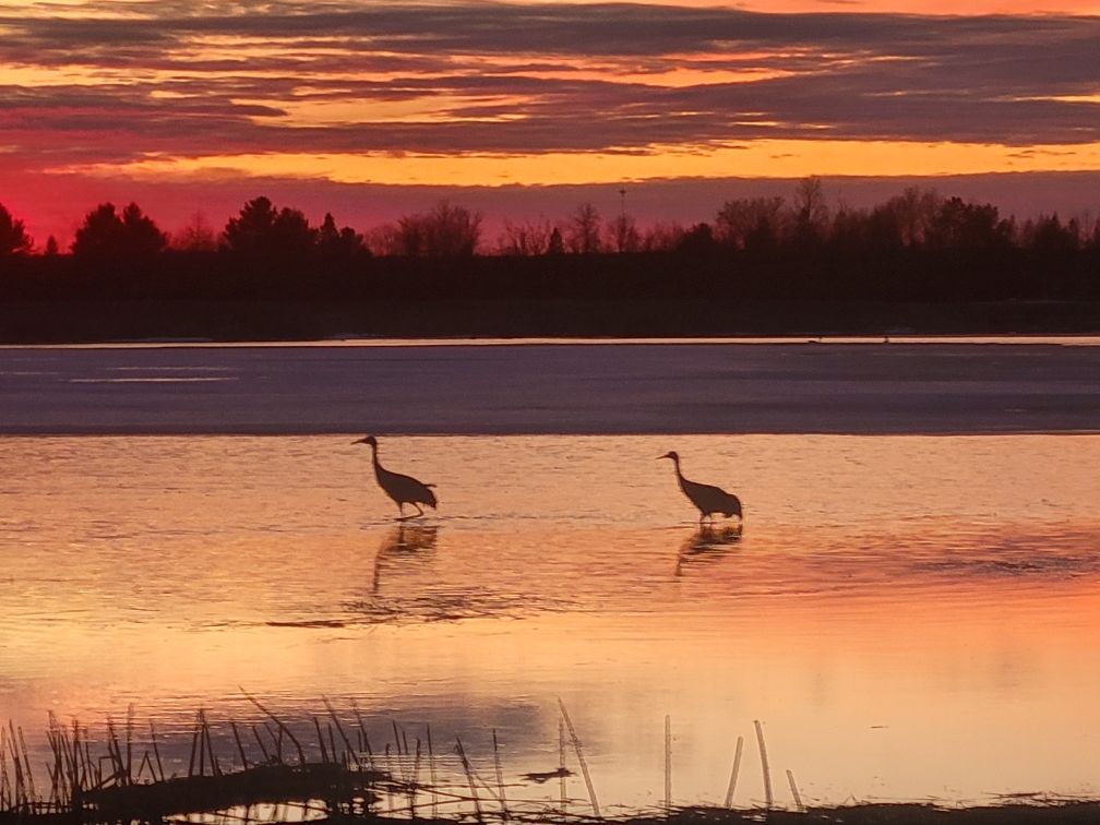 Two sandhill cranes wading in the shallows at sunrise.